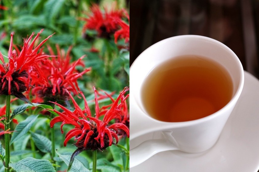 La monarda e l&rsquo;Oswego