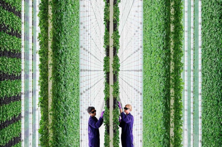 Cos&rsquo;&egrave; una vertical farm? 