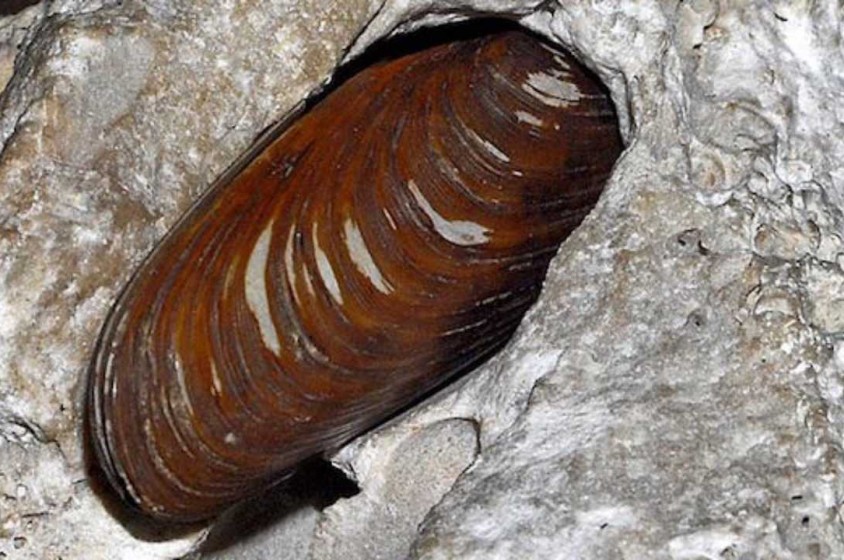 Non mangiare i datteri di mare! 