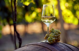 Il vino Grillo