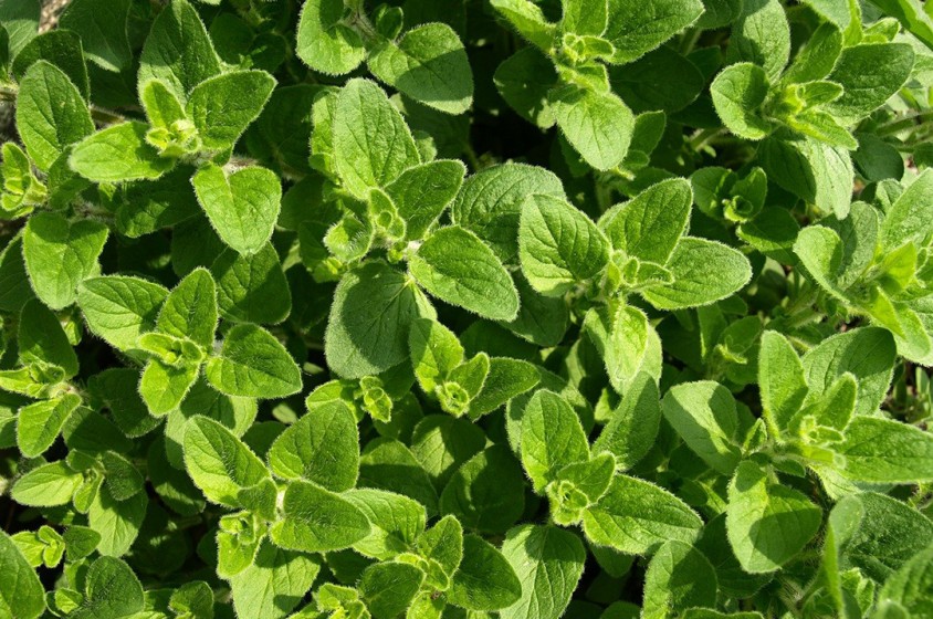 L&rsquo;origano