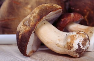 Rispetto per i funghi porcini!
