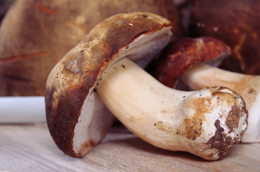 Rispetto per i funghi porcini!