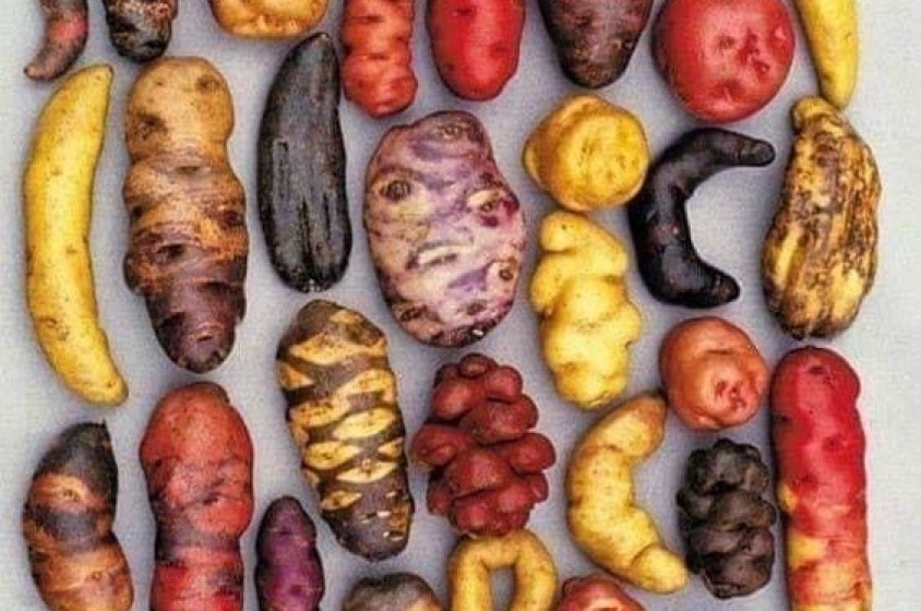 Le patate peruviane