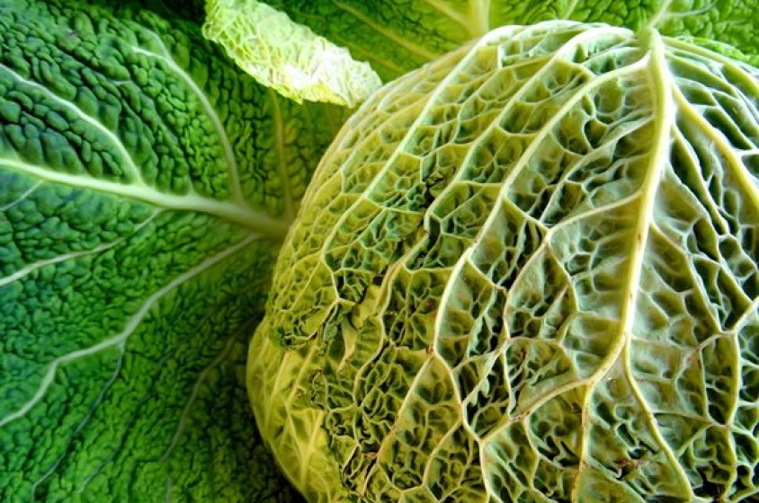 In cucina con la verza