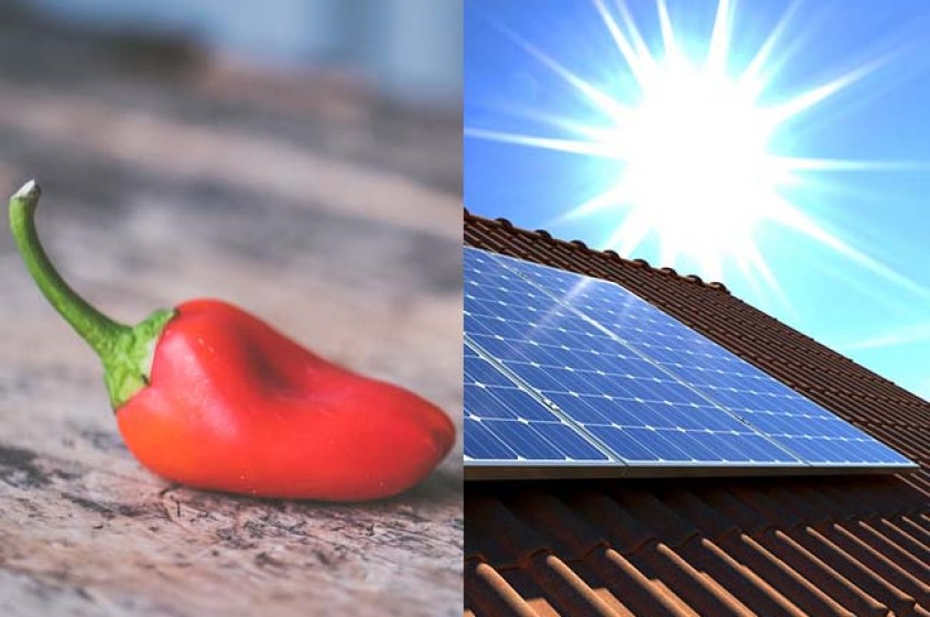 Il peperoncino&hellip; fotovoltaico