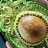 L'arte... nell'avocado
