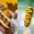 Dall'hot al corn dog