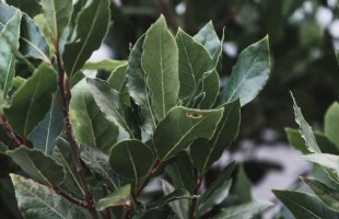 L&rsquo;alloro