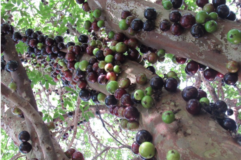 Cos'&egrave; lo jaboticaba?