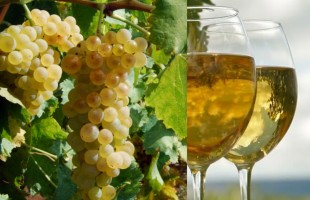 Il Moscato di Terracina