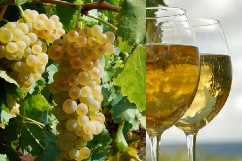 Il Moscato di Terracina