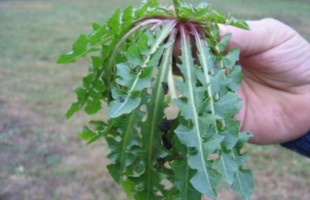 Le cicoriare