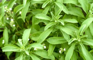La stevia
