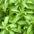 La stevia