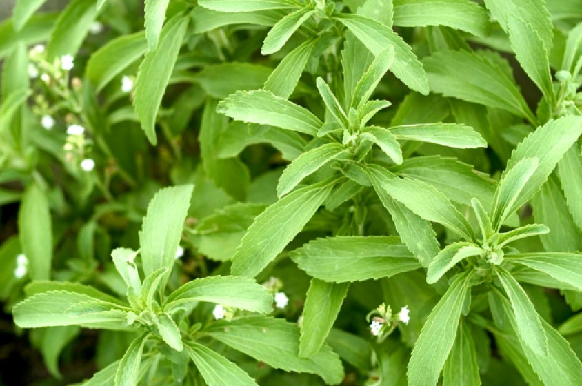 La stevia