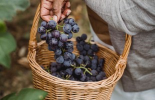 Vendemmia