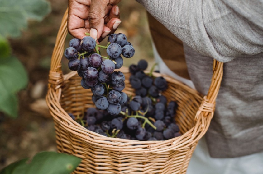 Vendemmia