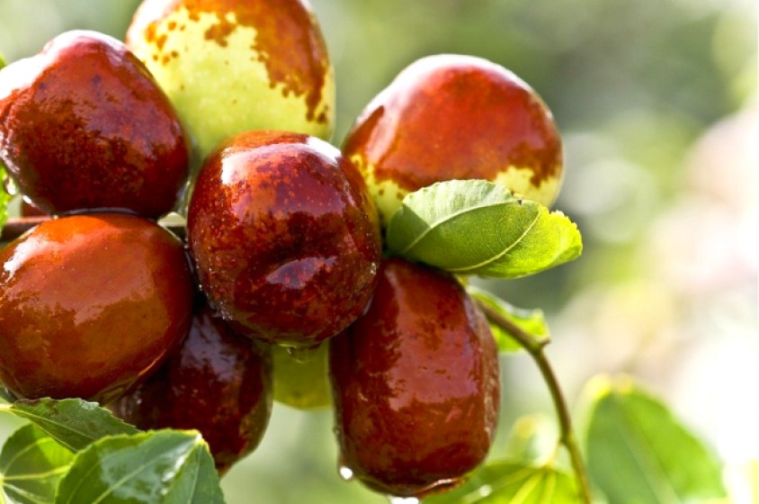 Le giuggiole&hellip; e il loro brodo