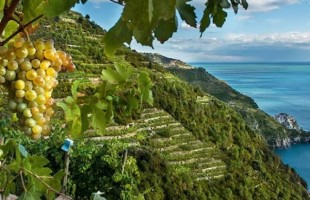 Il vino delle Cinque Terre