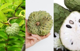 L&rsquo;annona 