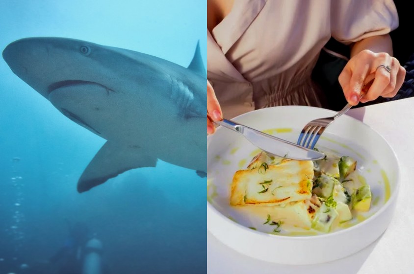 Lo squalo nel piatto