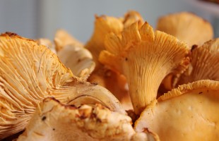 In cucina con galletti e finferli 