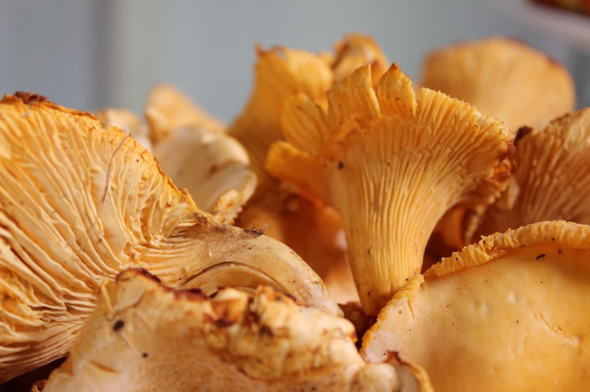 In cucina con galletti e finferli 