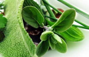 Erbe officinali aromatiche