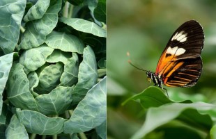 La farfalla e il cavolo