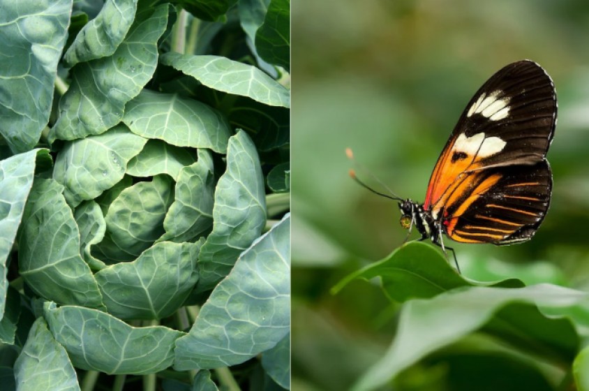 La farfalla e il cavolo