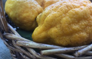 Il cedro (e i suoi canditi)