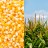 Il mais e i suoi derivati 