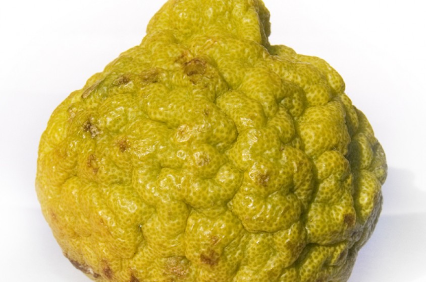 Pompia: l'agrume sardo