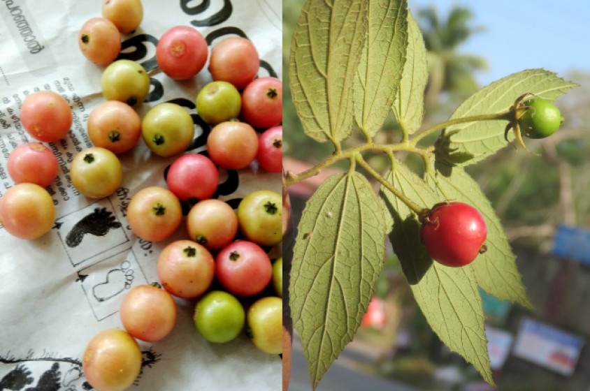 La ciliegia giamaicana