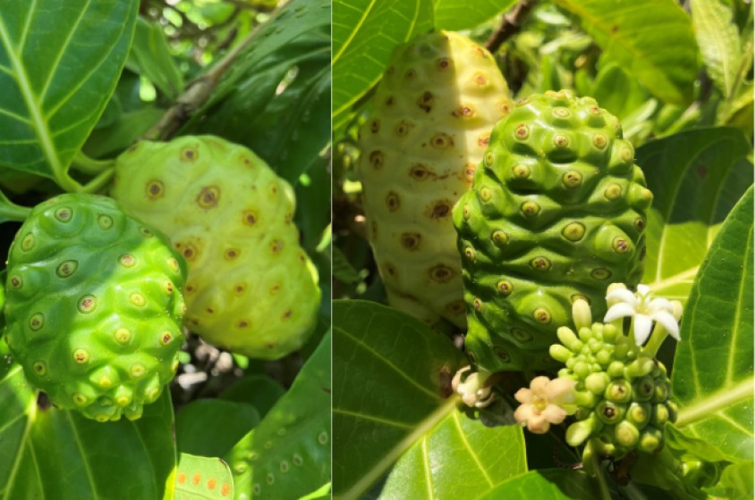 Il noni o cheesefruit