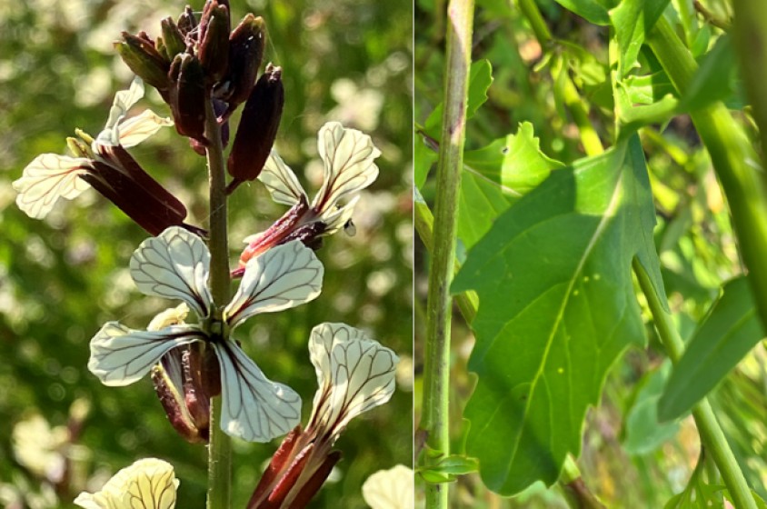 La rucola 