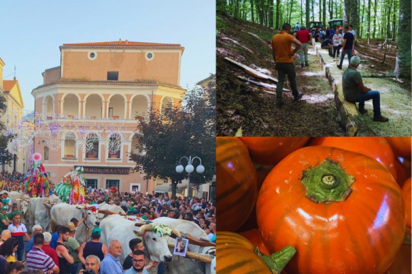 Il rito arboreo di Rotonda