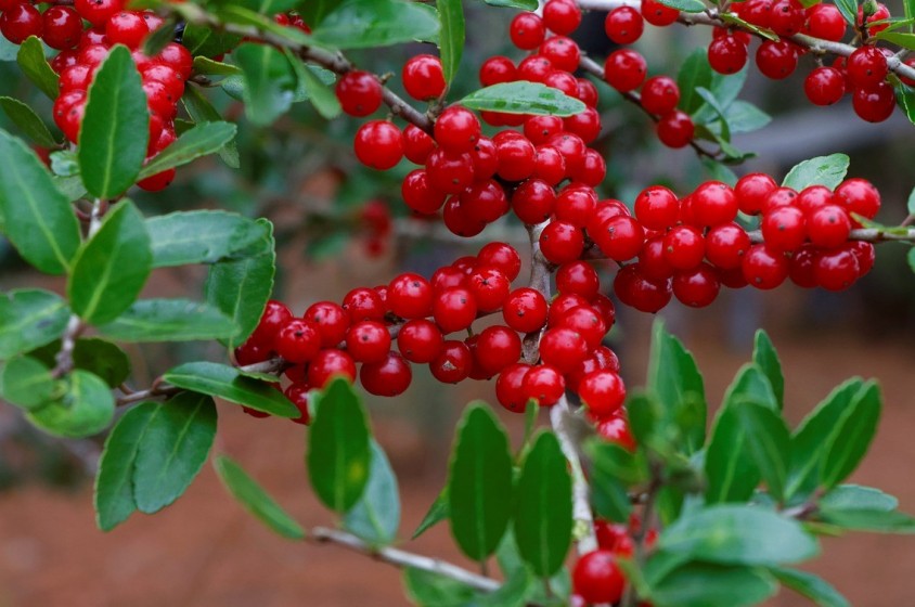 Yaupon: caffeina selvaggia