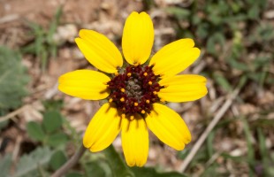 Fiori&hellip; al cioccolato