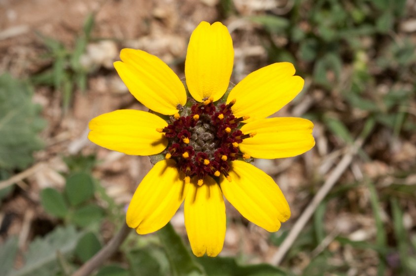 Fiori&hellip; al cioccolato