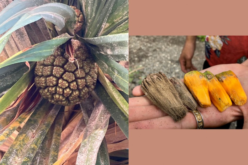 Un frutto chiamato Hala