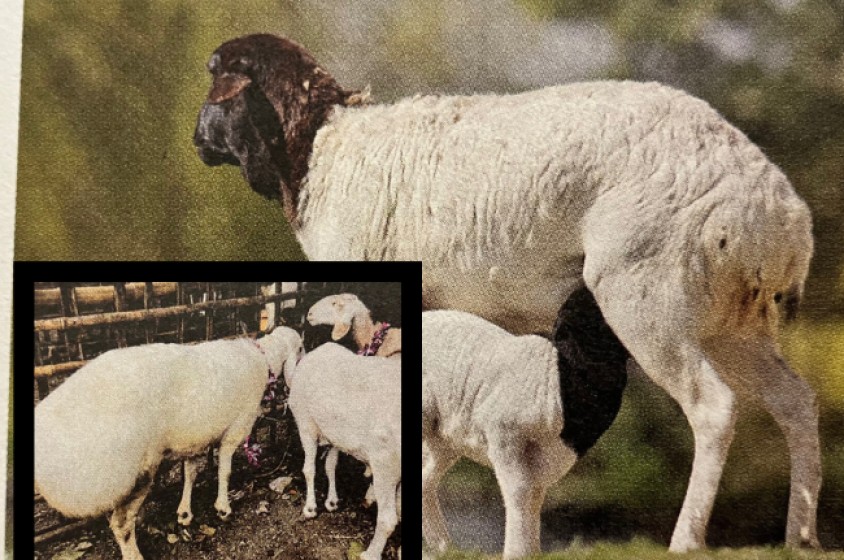 La pecora dalla coda grassa