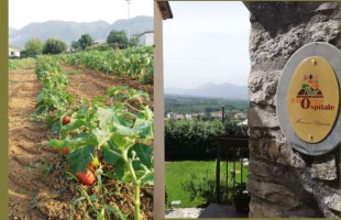 Rotonda: viaggio nel cuore Dop del Pollino