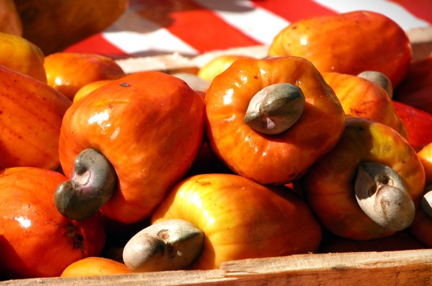 Anacardi: una pianta per due frutti