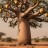 Baobab: tra cucina e salute