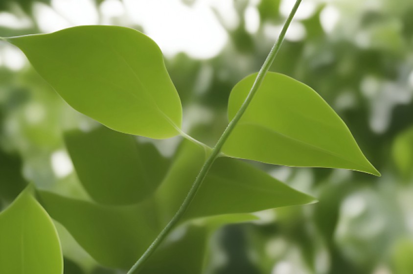 L&rsquo;erba formaggio