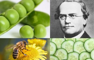 Gregor Mendel: tra piselli, api e cetrioli 