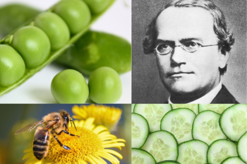 Gregor Mendel: tra piselli, api e cetrioli 