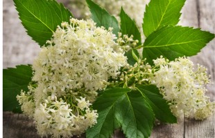I fiori di sambuco